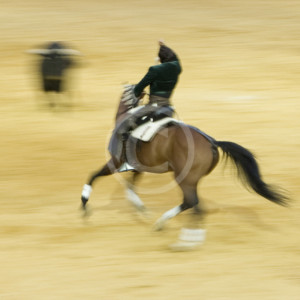 The Bullfight